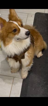 Corgis