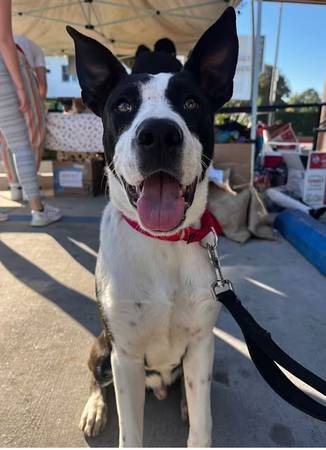 Short-Term Foster Needed for Border Collie/Lab Mix (Torrance)