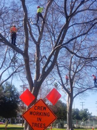 Trimmers West Coast Arborists, Inc. (West Los Angeles)