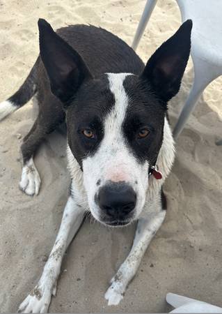 Short-Term Foster Needed for Border Collie/Lab Mix (Sherman Oaks)