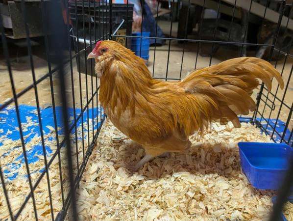 Shared Farm or Ranch Wanted for My Chickens (Rowland Heights)