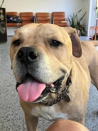Paid Stipend to Foster Dog Named Leo (Santa Monica)
