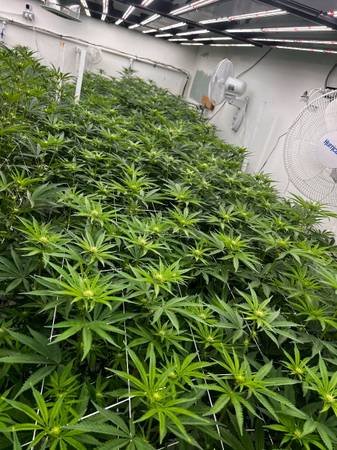 Grow Spots Available 420 (Los Angeles)